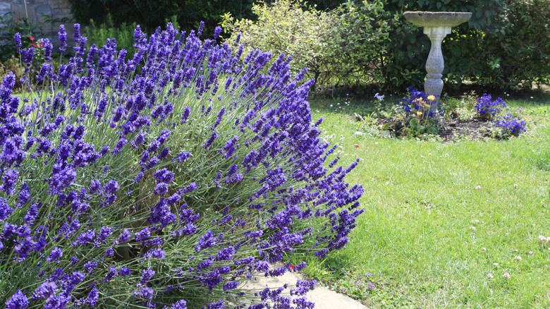 Blooming lavender plant in a garden