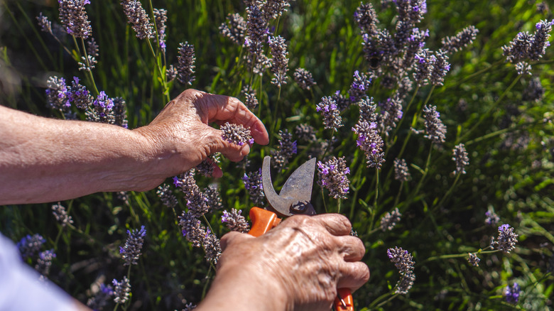 Gardener removing spent lavender flowers using a pair of pruning shears