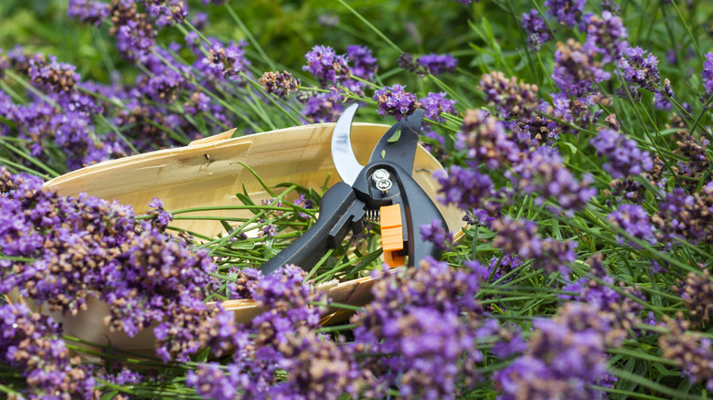 Shears inside basket of flowers
