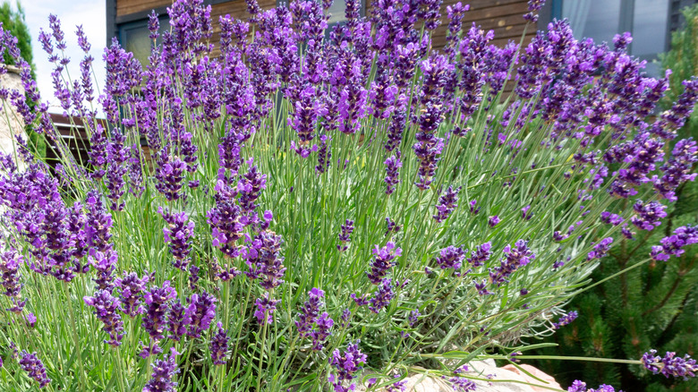 Purple lavender flowers in bloom