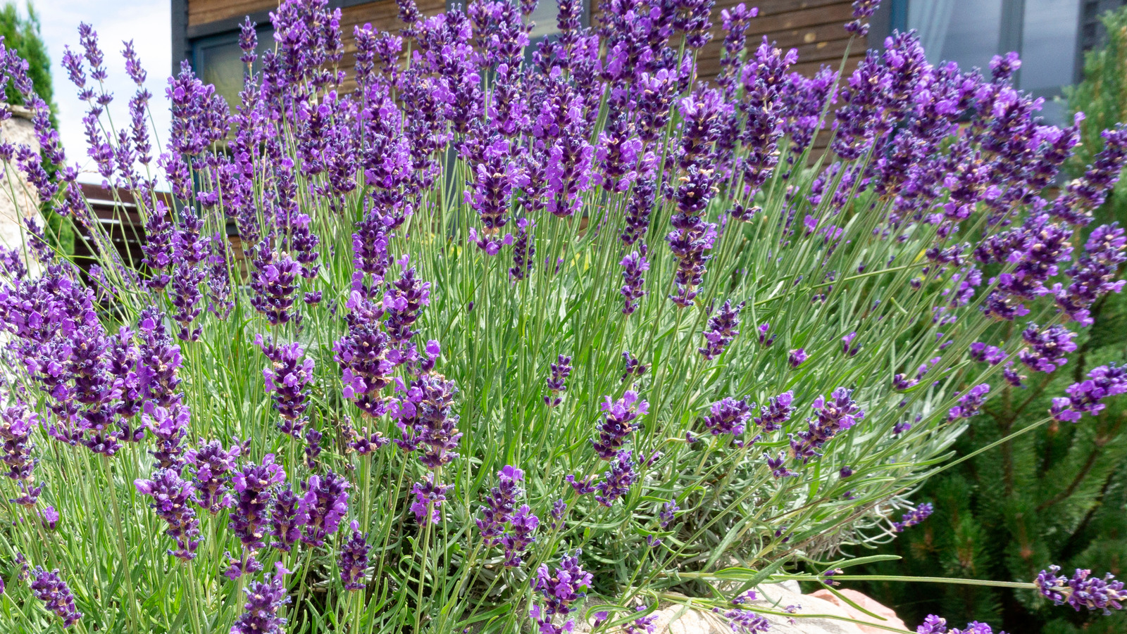 The Best Time Of Year To Deadhead Lavender