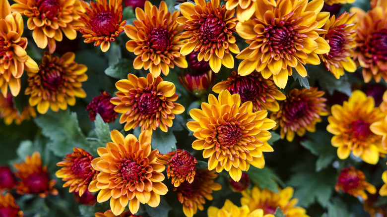 orange chrysanthemums