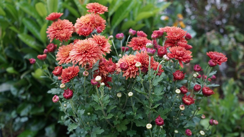 coral mums