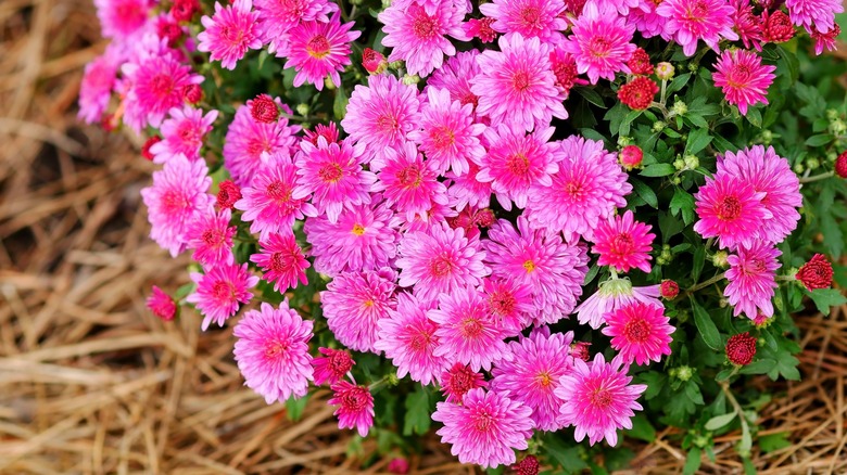 hot pink mums