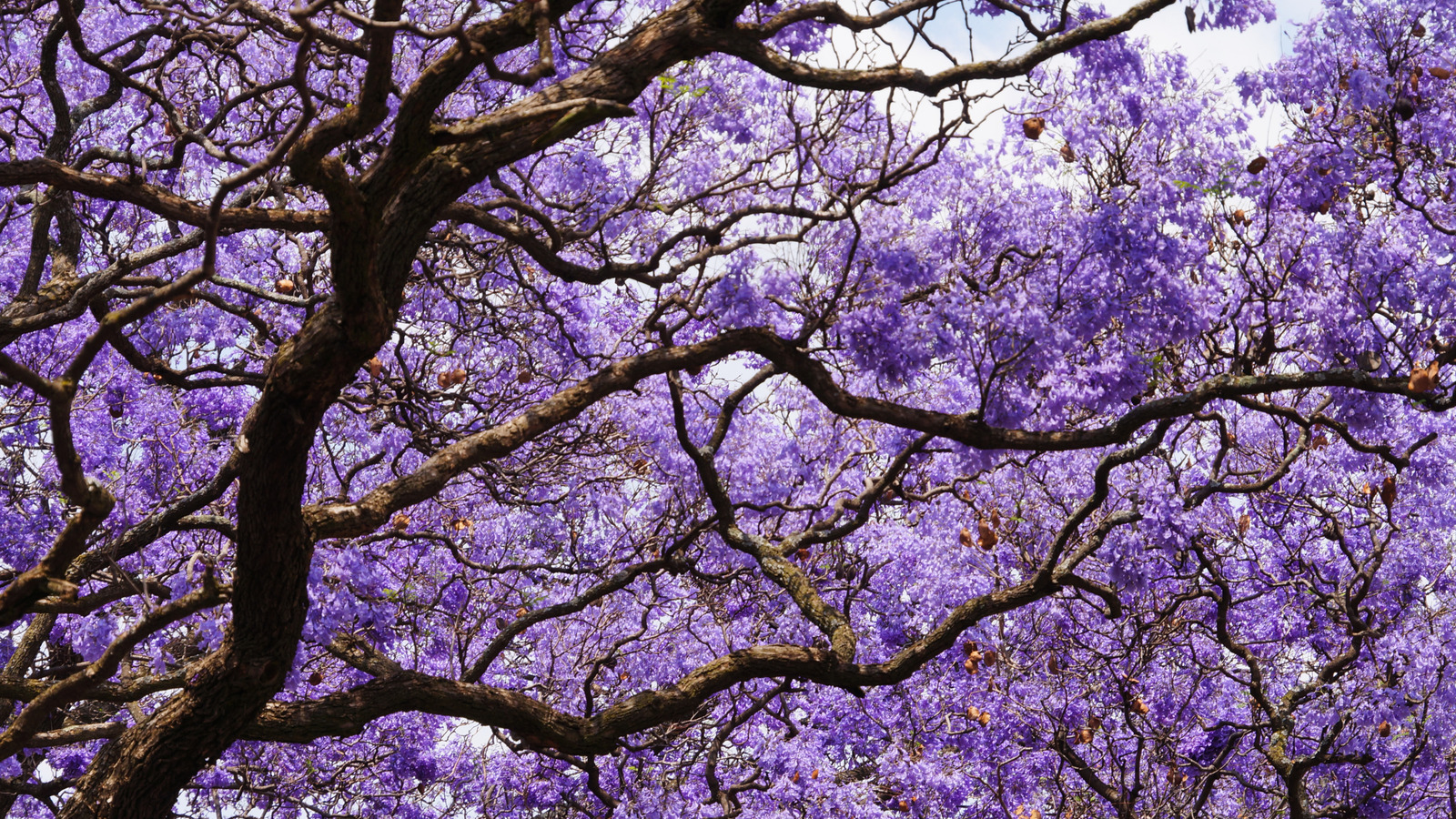 The Optimal Time of Year to Fertilize Jacaranda Trees for Enhanced Blooming