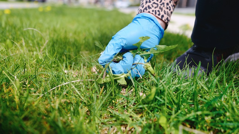 dandelion weed in a lawn