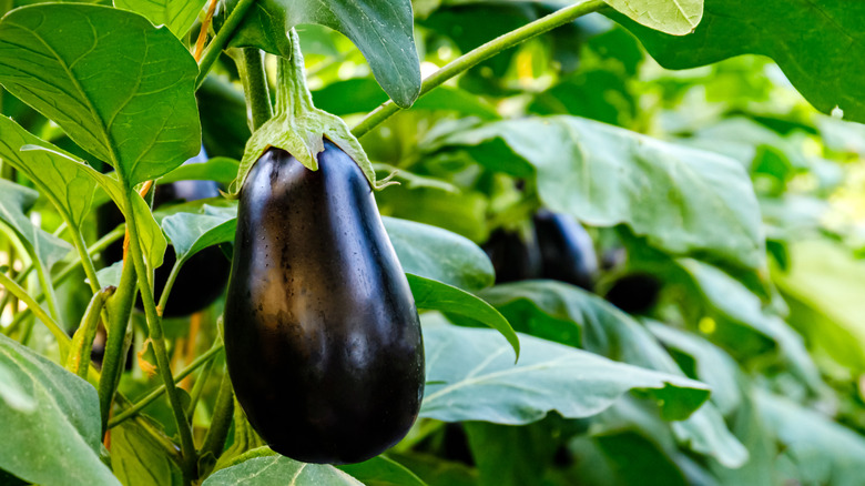 Ripe purple eggplant on shrub