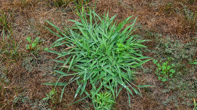 Crabgrass and other weed types