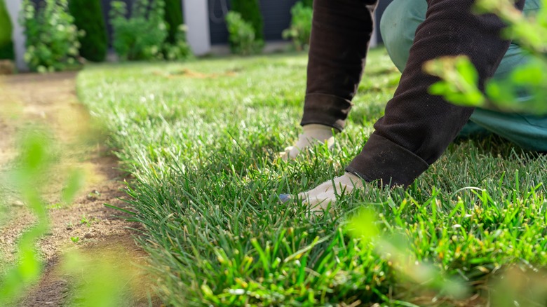laying sod in garden