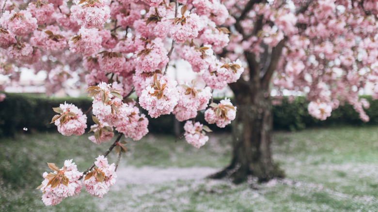 Cherry blossom branch with tree trunk in the background and petals on the grass
