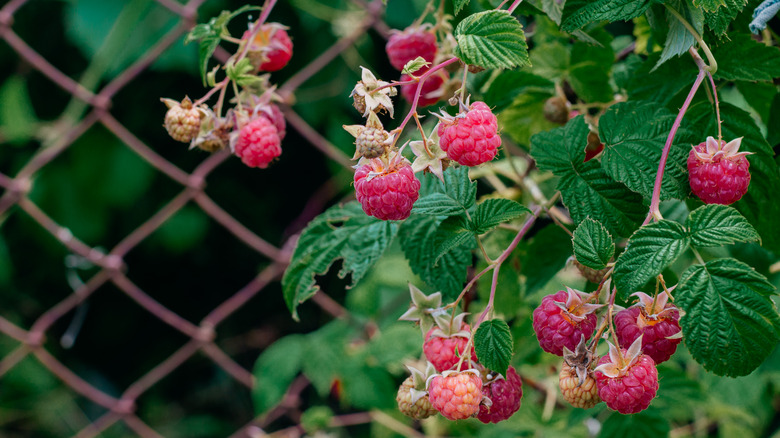 raspberry bush in garden