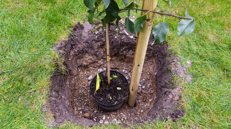 apple tree being planted