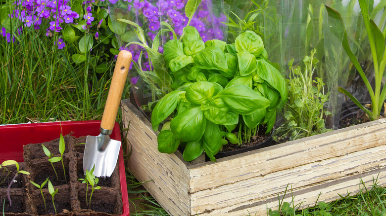 Garden box with basil