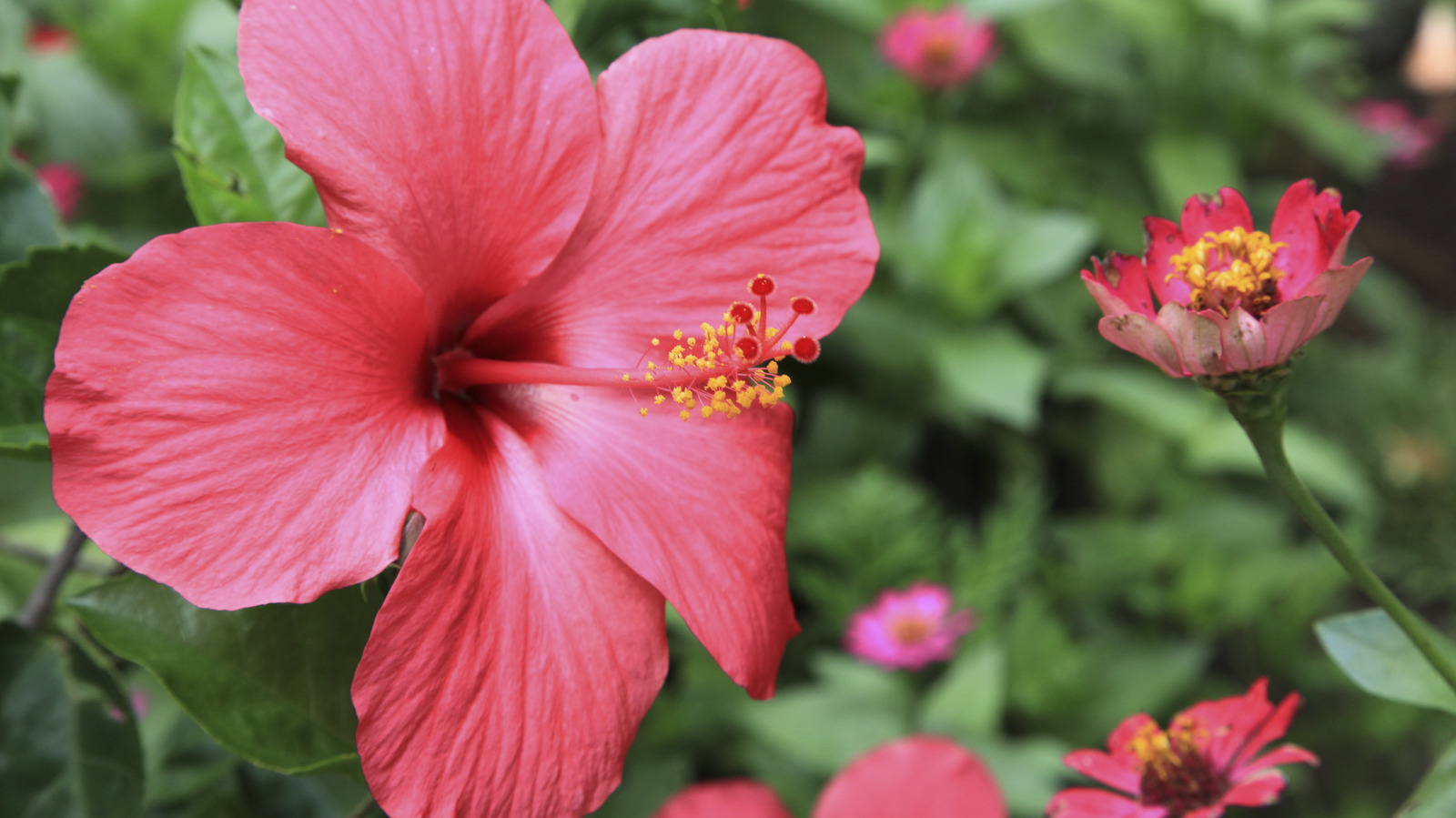 The Best Time Of Year To Plant Hibiscus In Your Garden