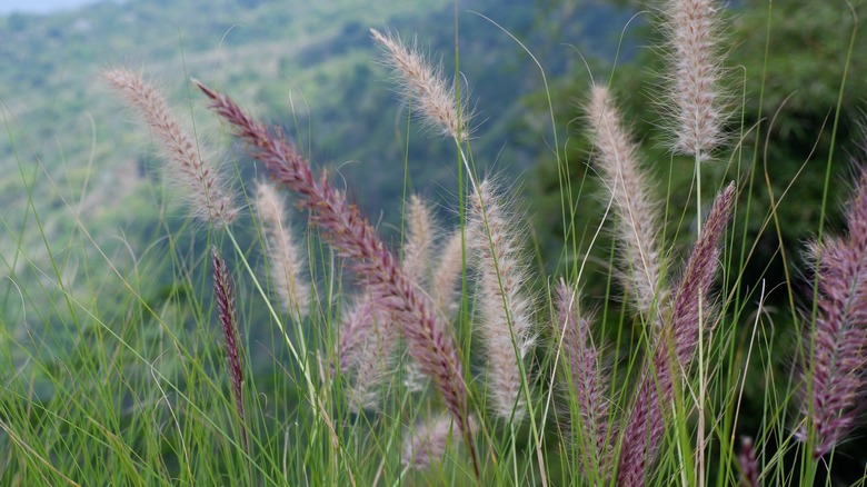 Closeup of Texas bluegrass