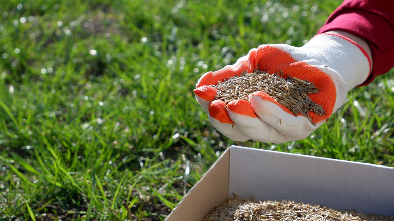 Hand holding grass seed to sow on lawn