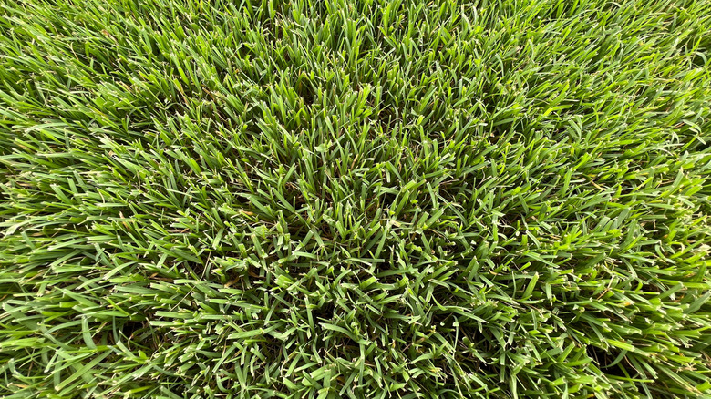 Green Bermudagrass lawn