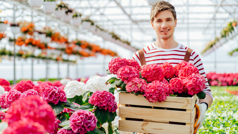 Man carrying box of hydrangea