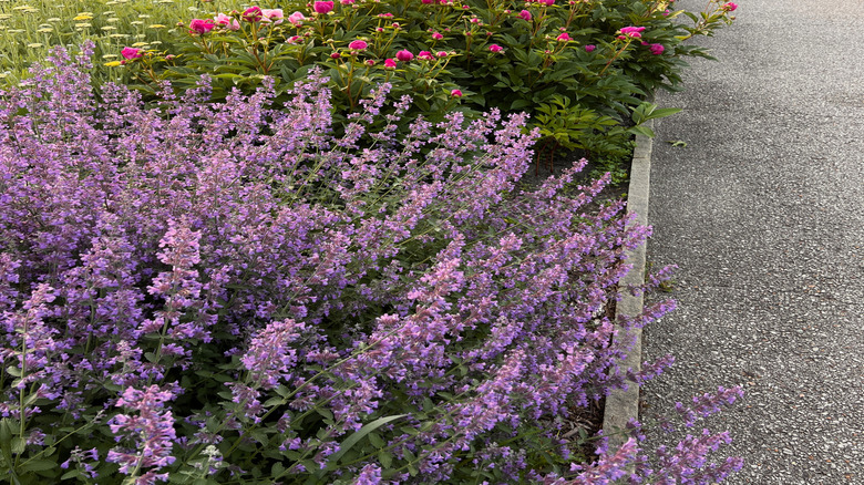 Perennial catmint growing net to other flowering plants with yellow and pink blooms.