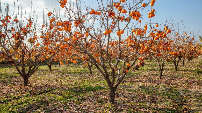 orchard with persimmon trees