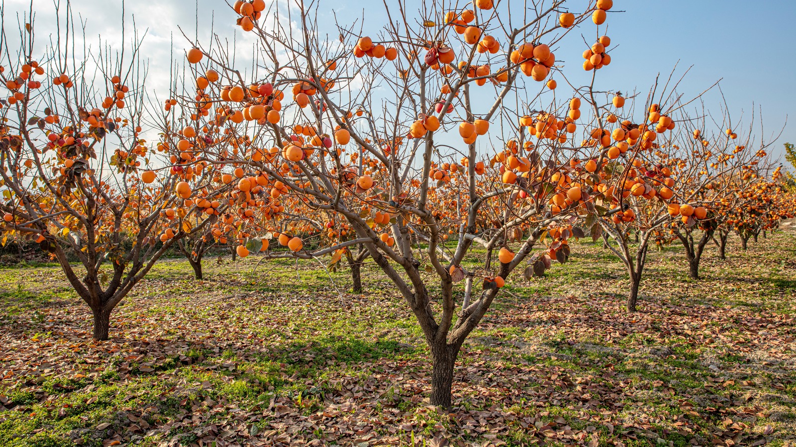 Persimmon tree discount