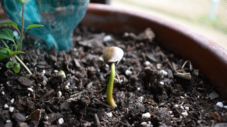 persimmon seed sprouting