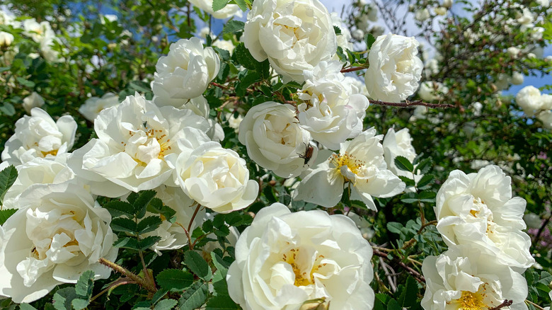 White rose bush