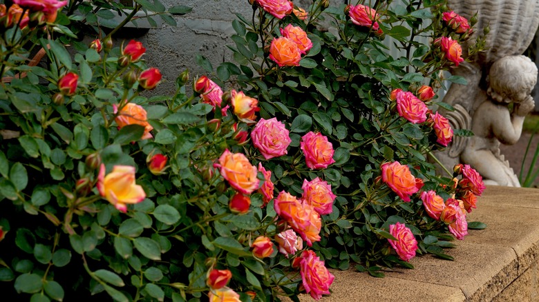 Miniature roses