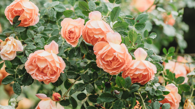 Peach roses