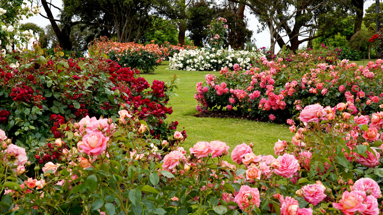 Pink and red rose bushes