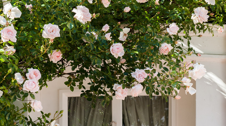 Pink climbing roses