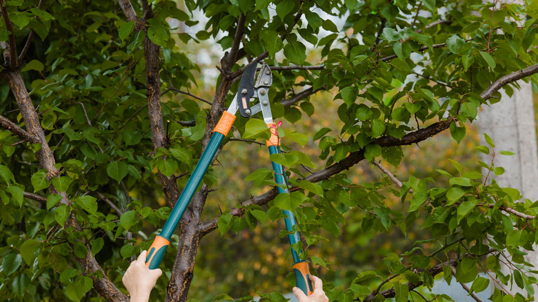 Pruning fruit tree