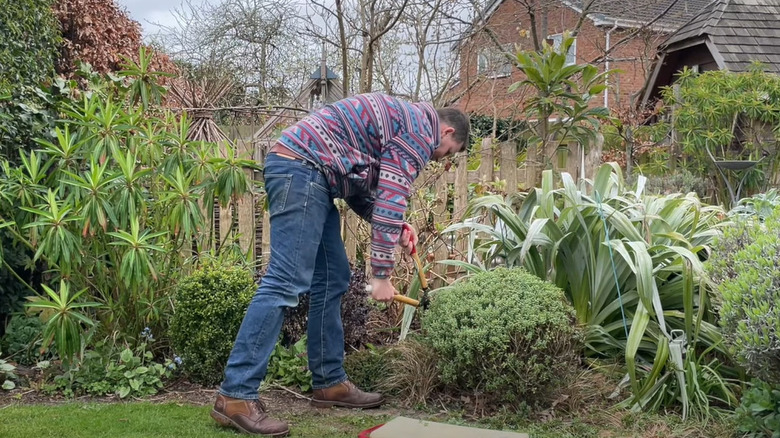 man pruning hebe shrub