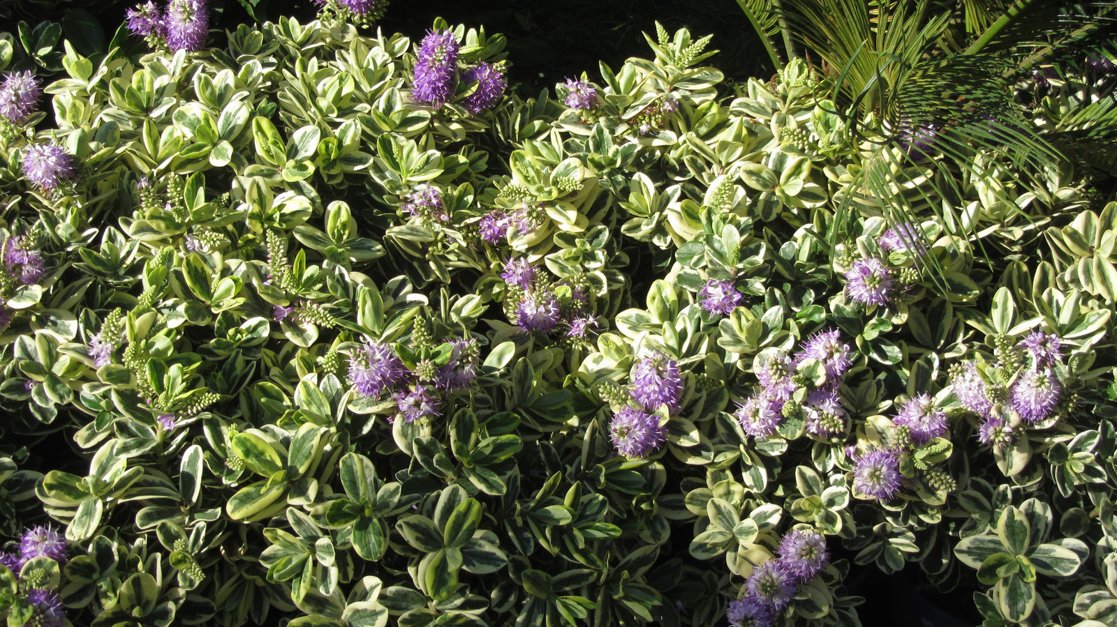 The Best Time Of Year To Prune Hebe Shrubs To Ensure Beautiful Blooms