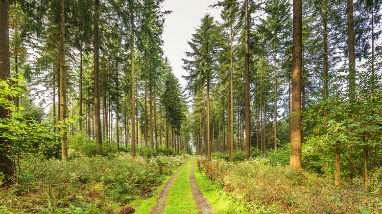 Douglas fir trees along drive