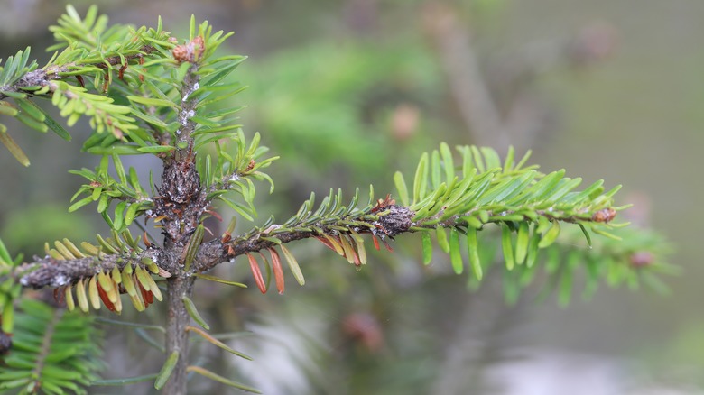 Damaged fir tree branch