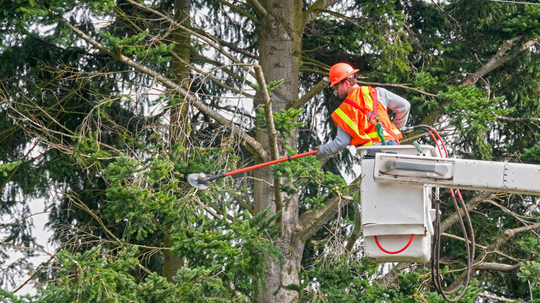 Professional trimming tree