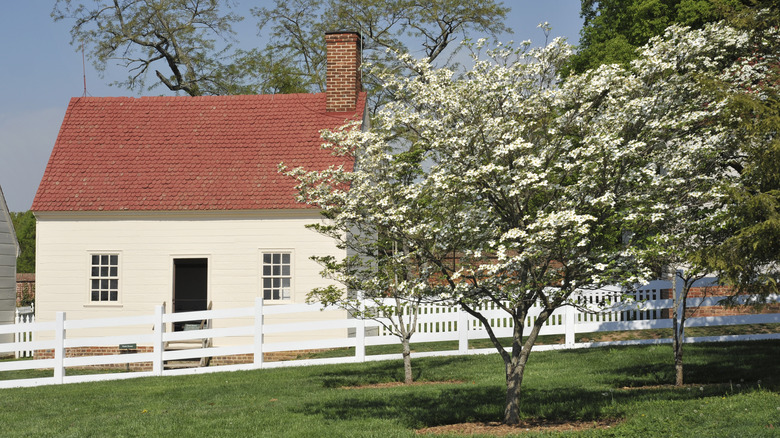 dogwood trees in a yard