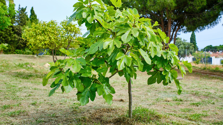 young fig tree