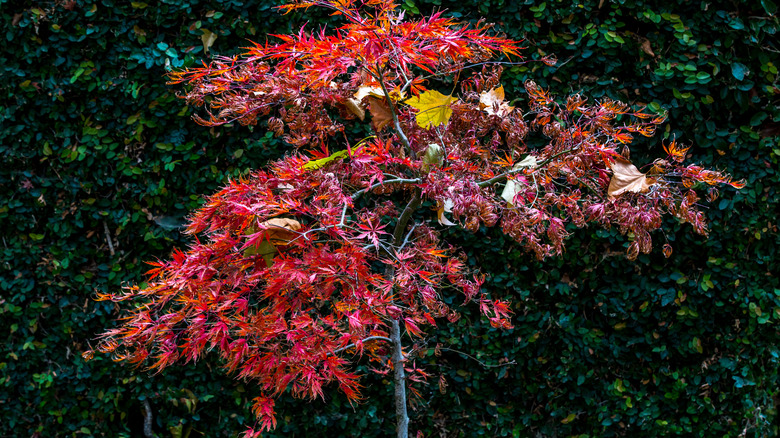 Japanese maple in yard