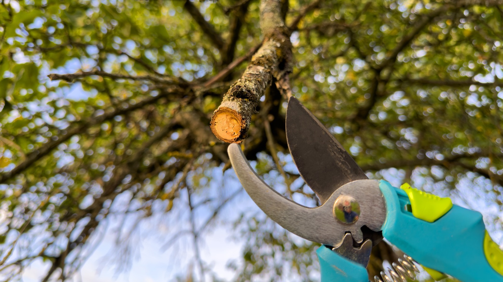 The Best Time Of Year To Prune Your Oak Trees