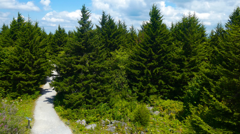 several red spruce trees