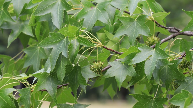 sweetgum tree seed pods