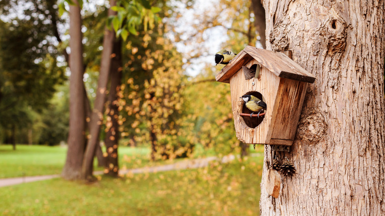birdhouse mounted on tree trunk