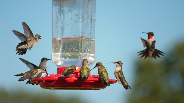 Hummingbirds on red feeder