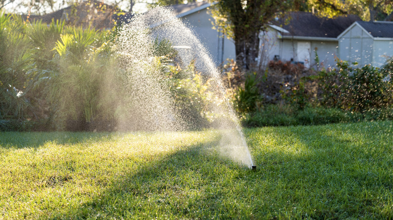Lawn grass watering with automated sprinkler