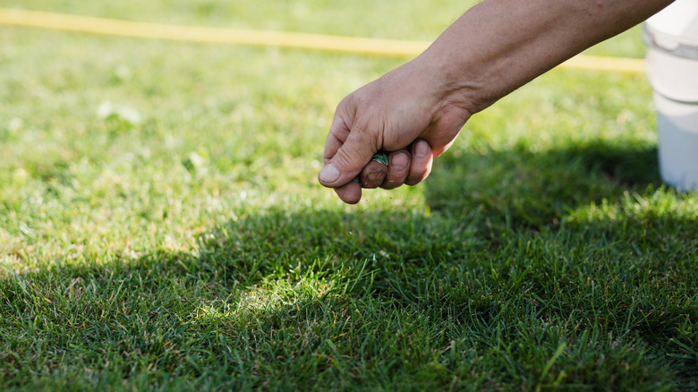 Man spreading new grass seed over an existing lawn to fill in bare patches