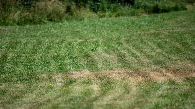 A patchy lawn with green and brown grass