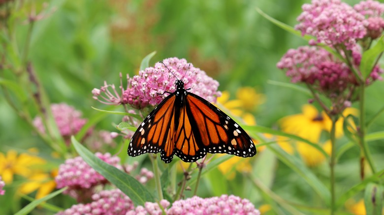 Butterfly on milkweed plant