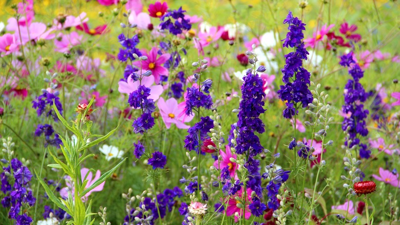 purple and pink widflowers